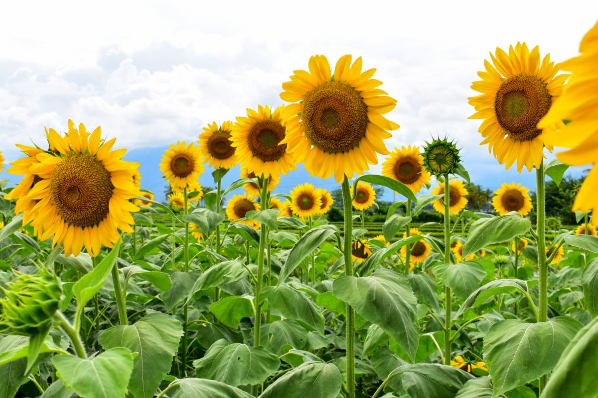 A field of Russian Mammoth sunflowers