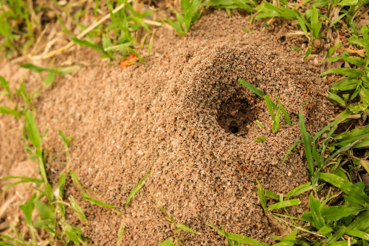 An ant hill in the garden