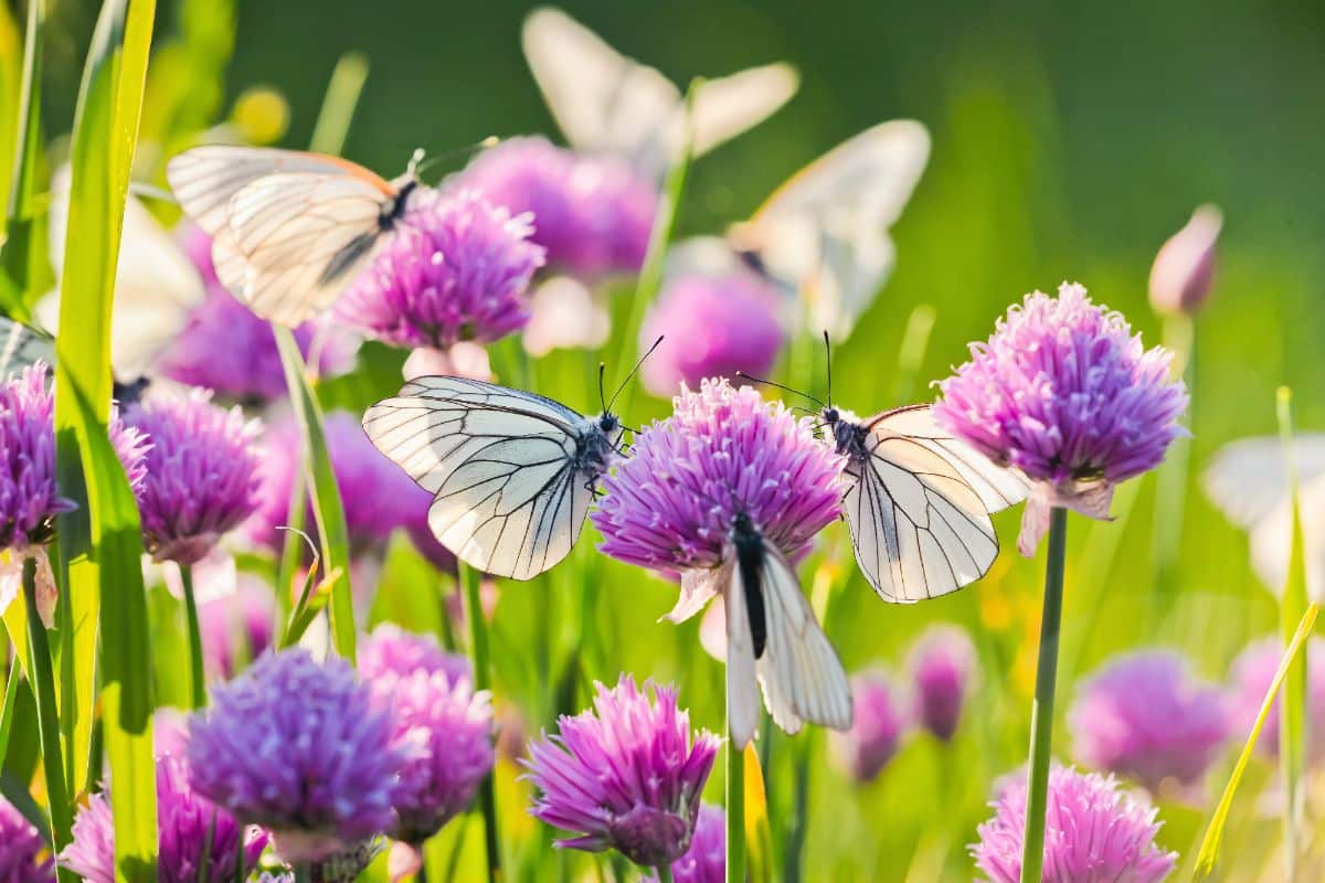 Purple flowering chives with visiting pollinators