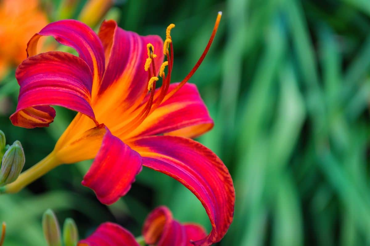 Pink and orange daylily flowers
