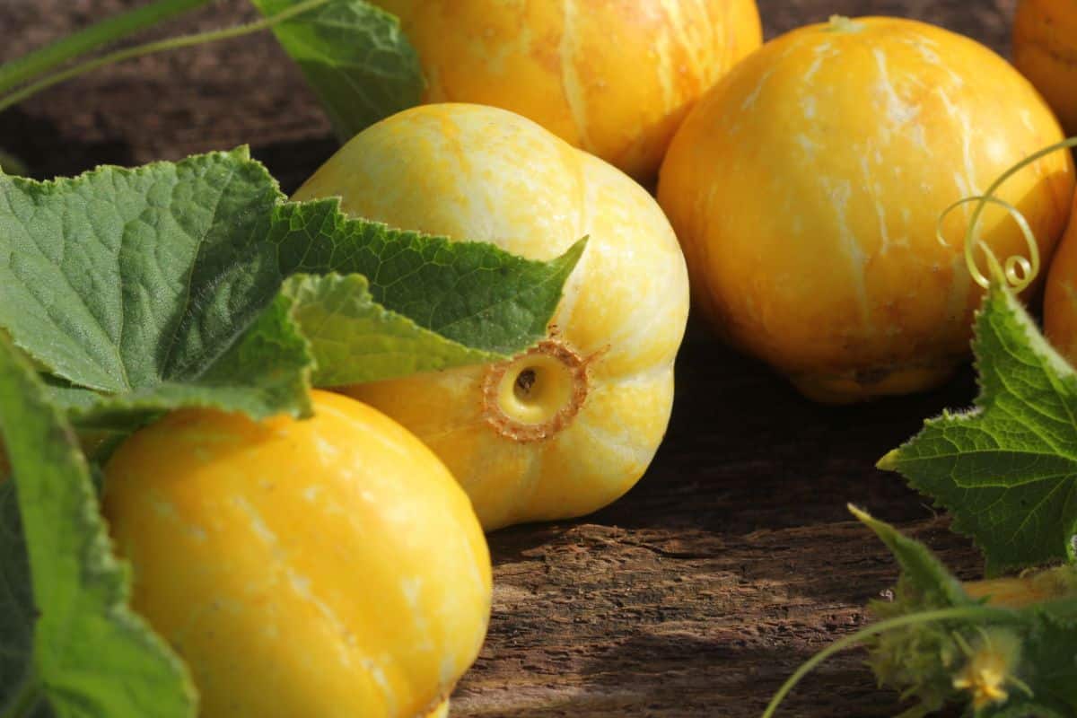 Yellow lemon cucumber variety