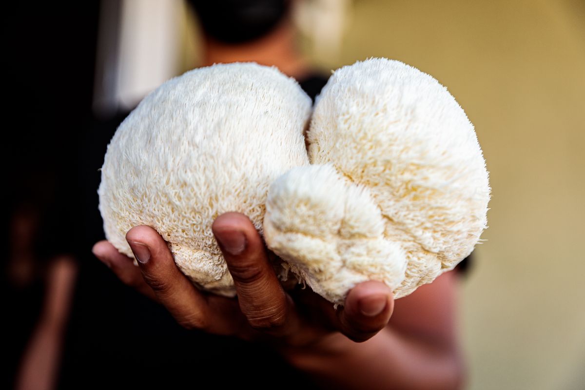 A person holding lion's mane mushrooms in the hand