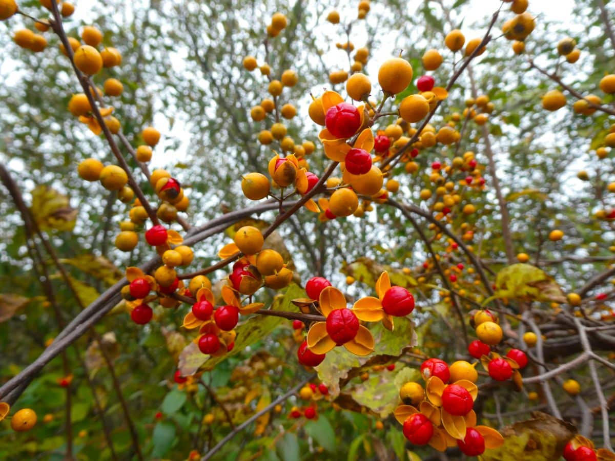 Red and orange berries on Oriental Bittersweet