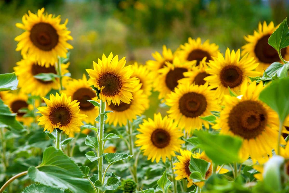 A field of small sunflowers ideal for cutting