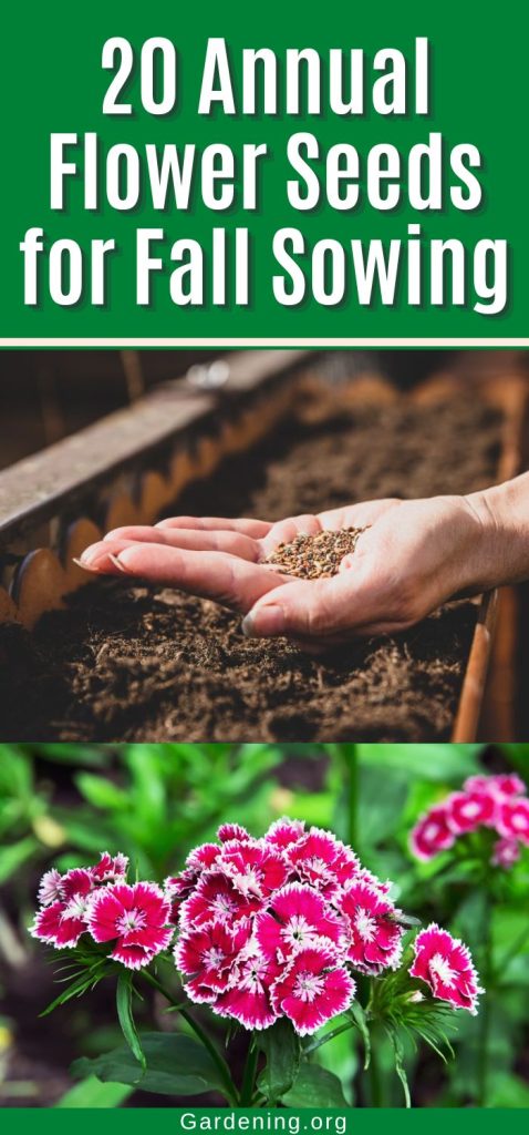 20 Annual Flower Seeds for Fall Sowing pinterest image.