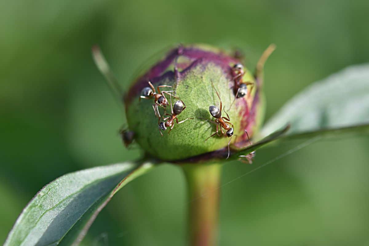 Ants crawling on a peony bud