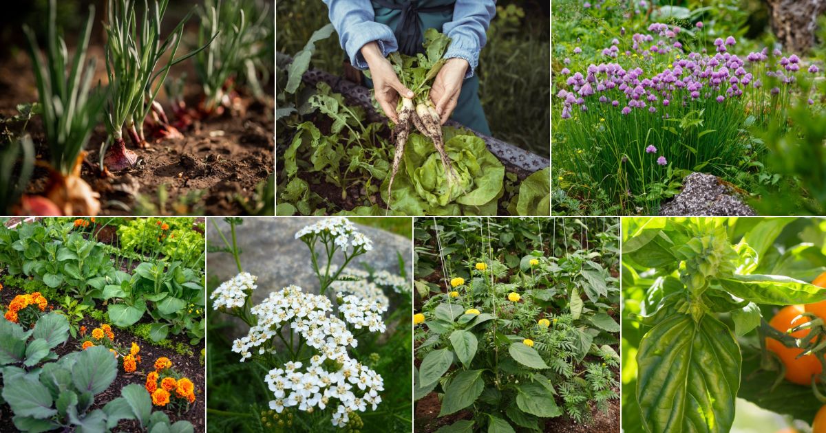 Companion Planting with Land Cress for Natural Caterpillar Control