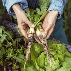 A farmer holds freshly harvested white icicle radishes.