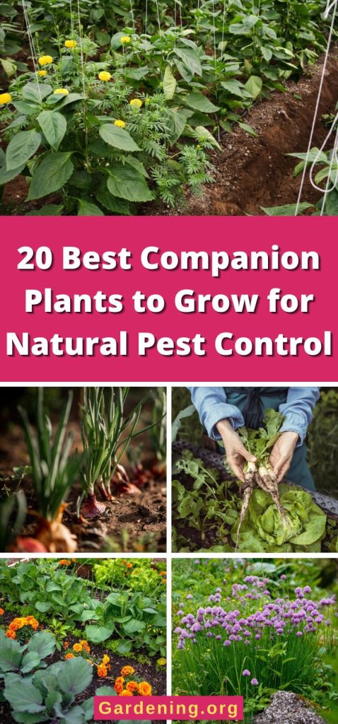 20 Best Companion Plants to Grow for Natural Pest Control pinterest image.