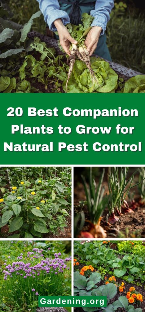 20 Best Companion Plants to Grow for Natural Pest Control pinterest image.