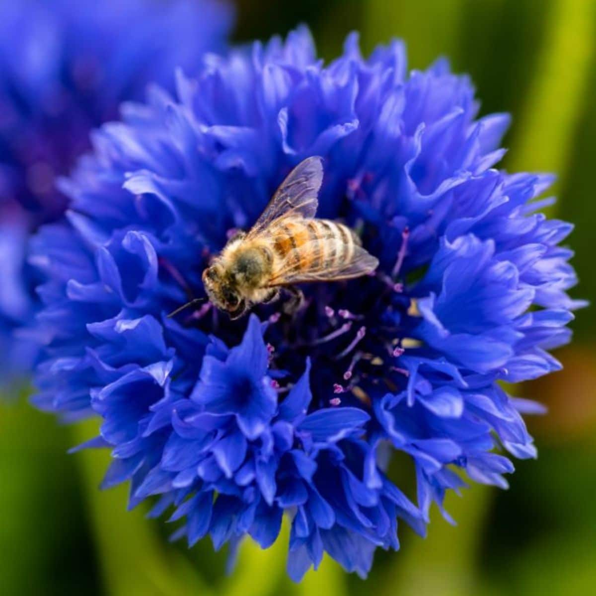 A close-up of a bee pollinating a blue bachelors button flower.