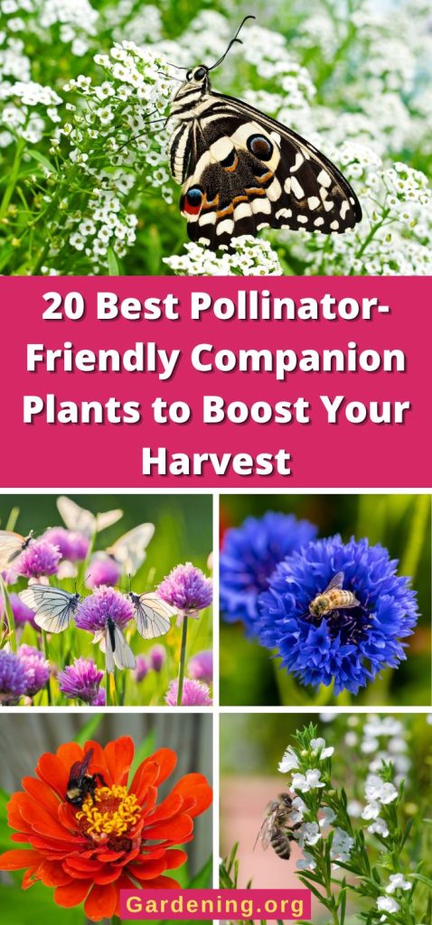 20 Best Pollinator-Friendly Companion Plants to Boost Your Harvest pinterest image.