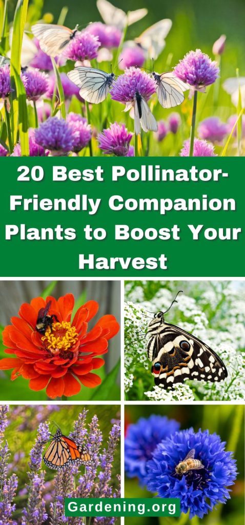 20 Best Pollinator-Friendly Companion Plants to Boost Your Harvest pinterest image.