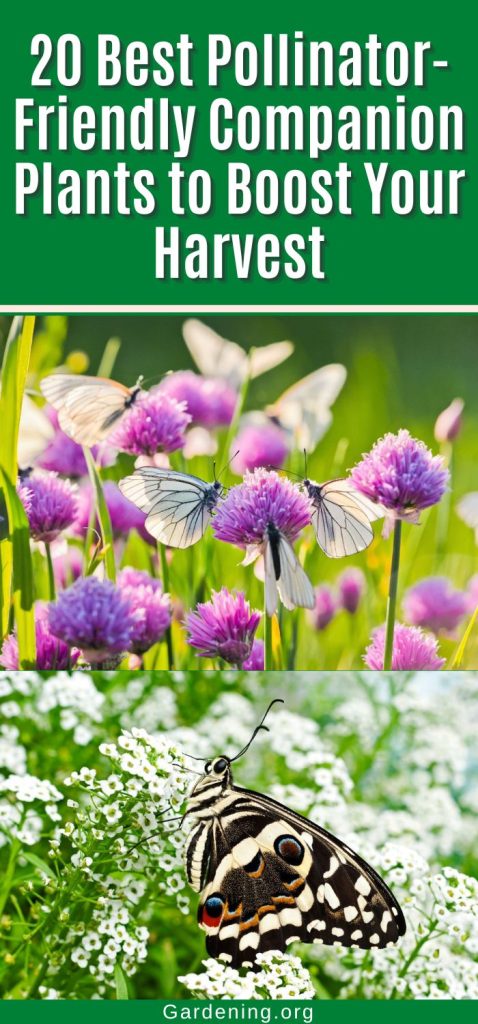 20 Best Pollinator-Friendly Companion Plants to Boost Your Harvest pinterest image.