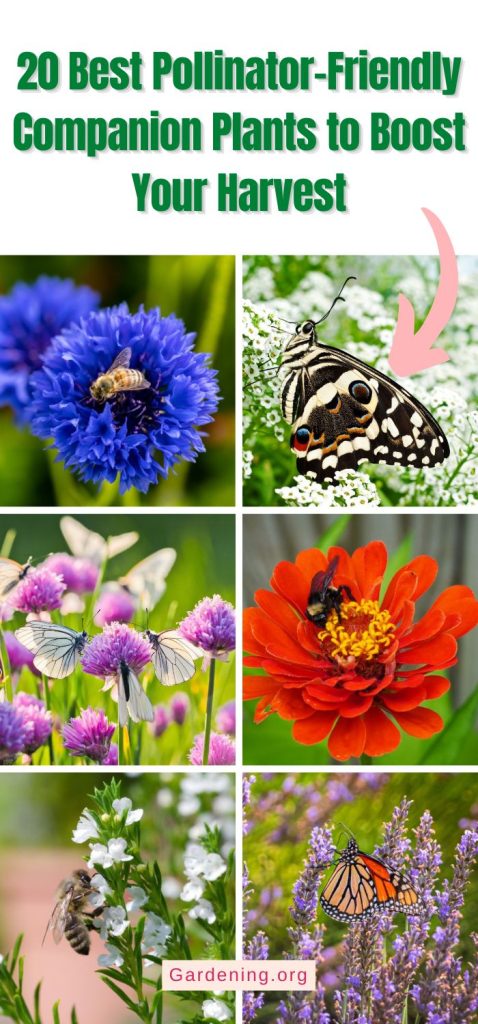 20 Best Pollinator-Friendly Companion Plants to Boost Your Harvest pinterest image.