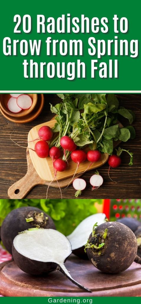 20 Radishes to Grow from Spring through Fall pinterest image.