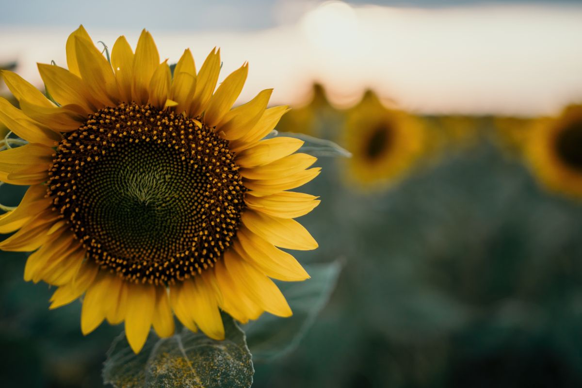 Hopi Black Dye sunflowers