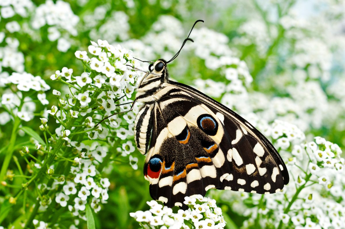 A butterfly visiting an alyssum plant
