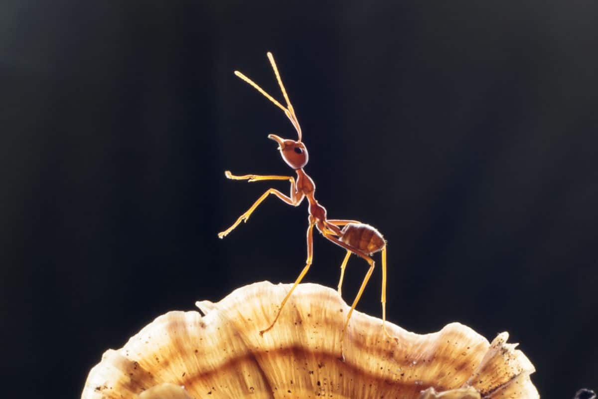 An ant on a mushroom
