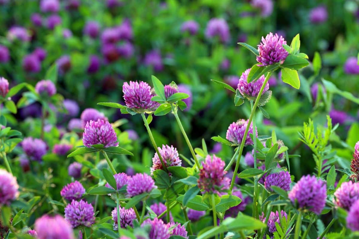 Purple edible red clover flowers