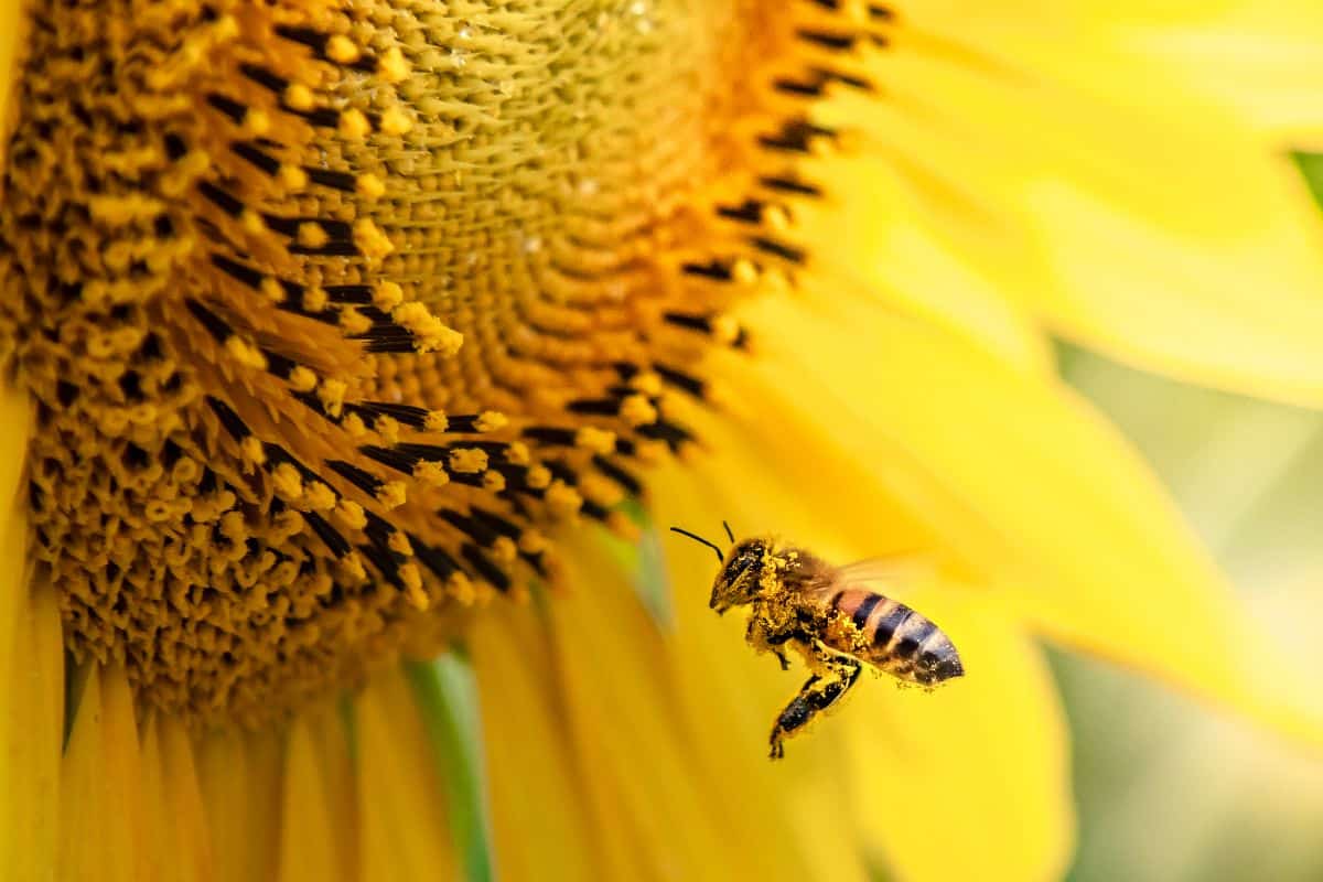 A honeybee dusted with pollen on a sunflower