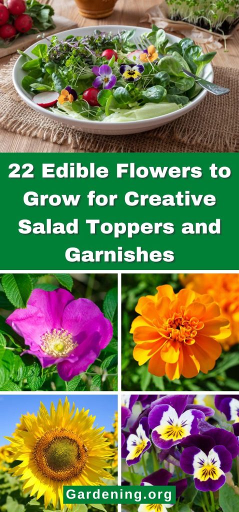 22 Edible Flowers to Grow for Creative Salad Toppers and Garnishes pinterest image.