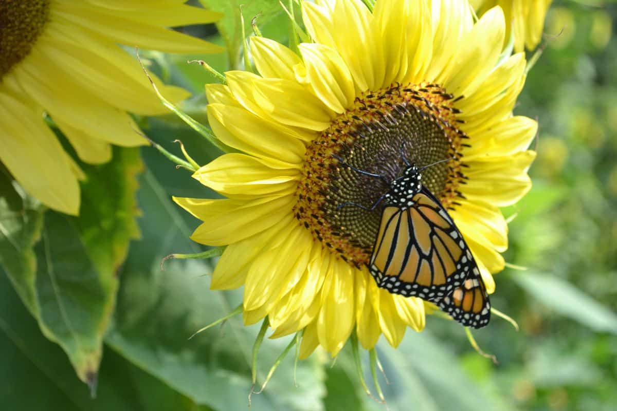 A monarch butterfly on a Lemon Queen sunflower