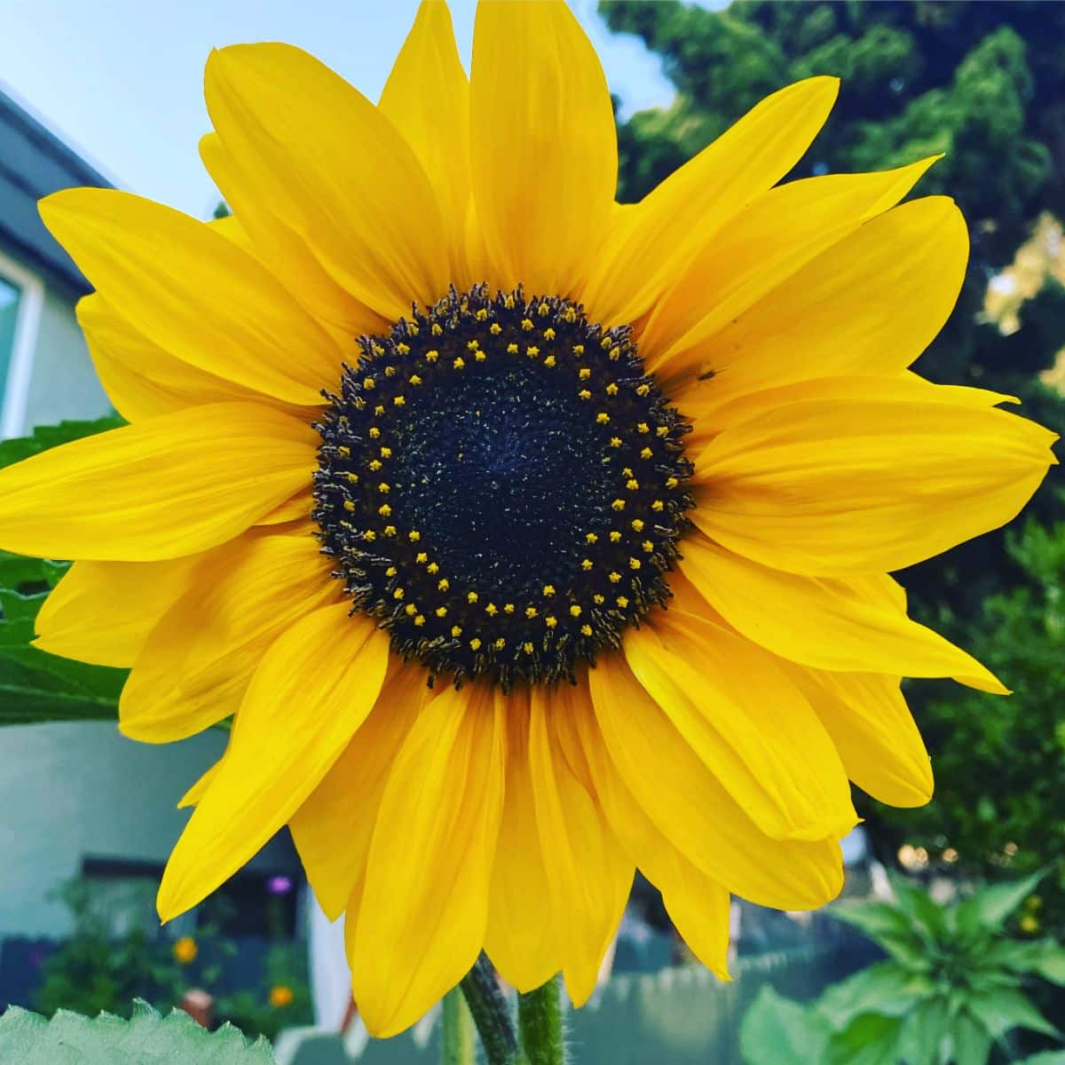 Sonja sunflower variety