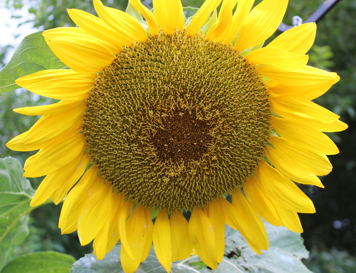 Black Russian sunflower variety