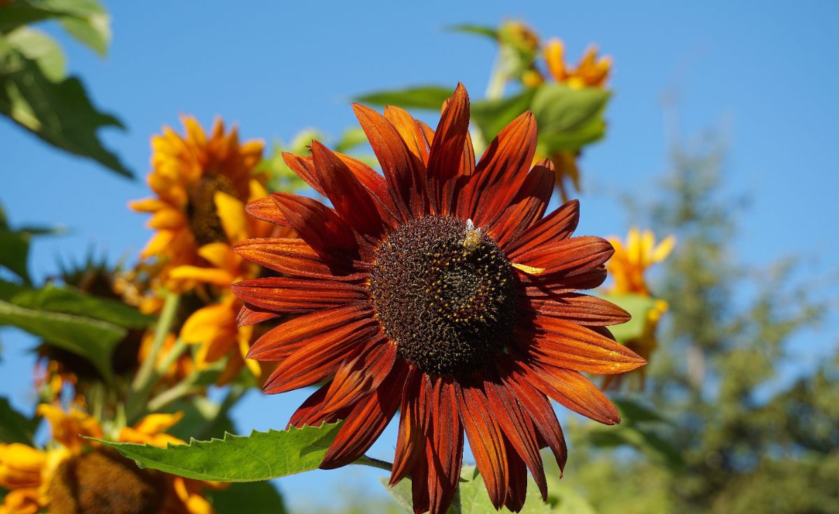 Velvet Queen dark orange sunflower