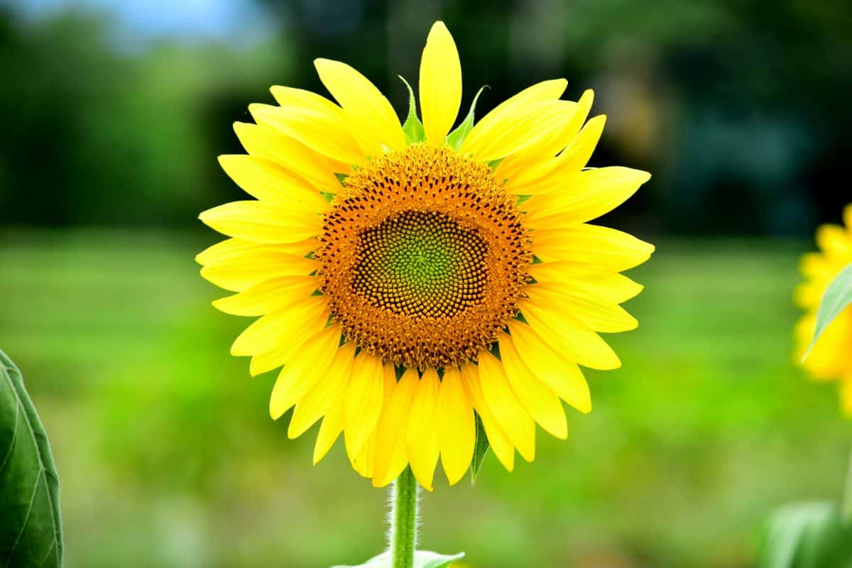 Tall American Sunflower variety