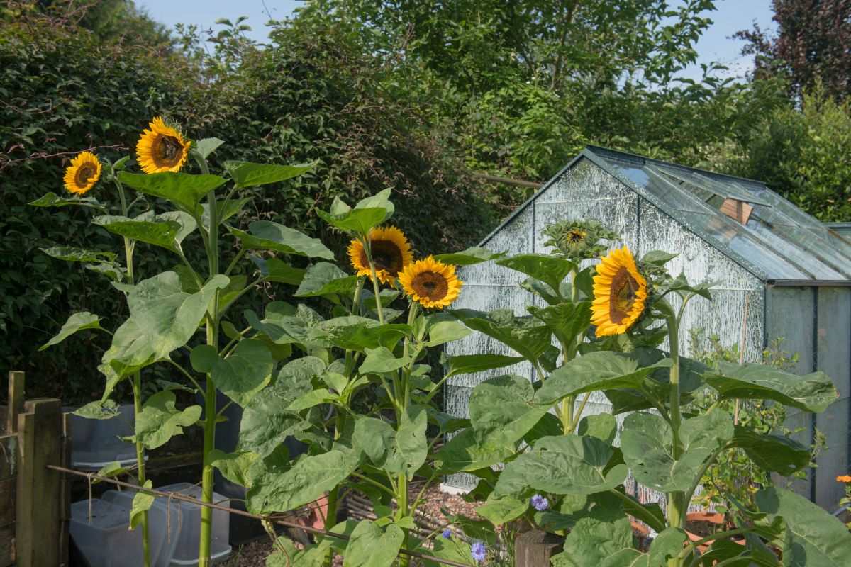 Sunzilla sunflowers