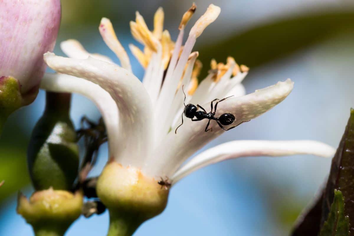An ant climbing on a flower blossom
