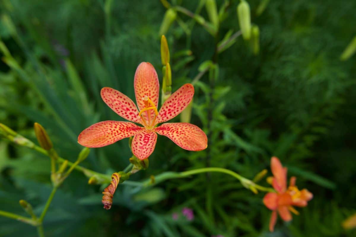 Lilies in flower