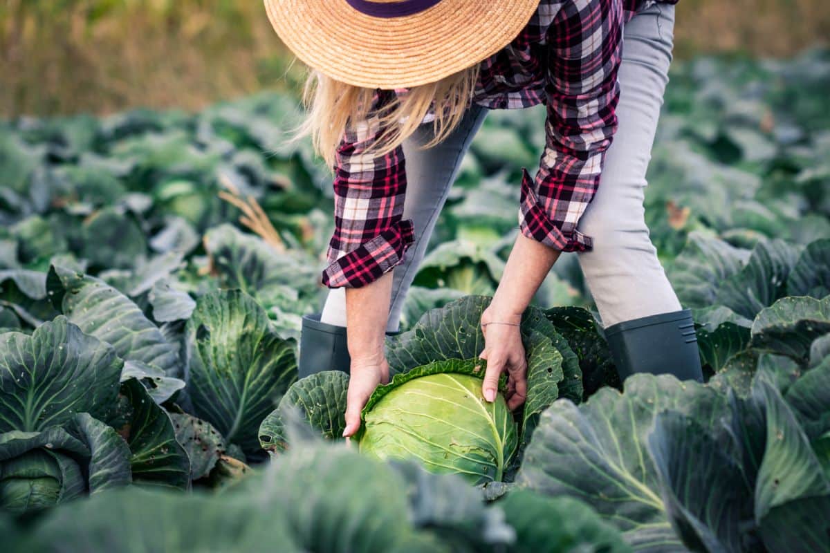 A woman picking large cabbage heads from the garden