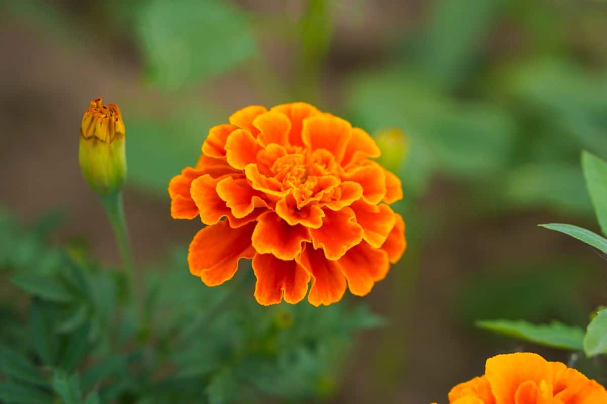 Orange marigolds in a garden