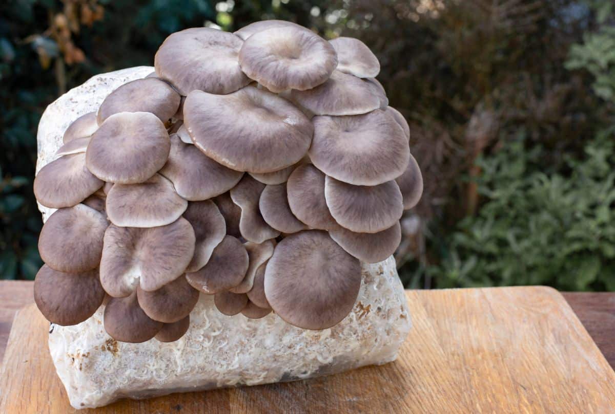 Brown oyster mushrooms grown from a kit
