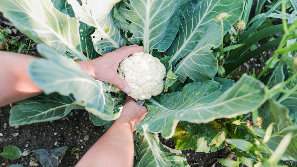 A person harvests a head of cauliflower