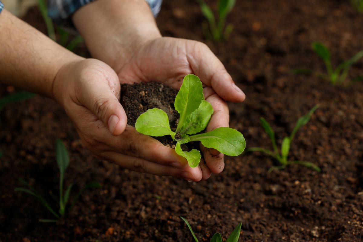 A gardener plants young lettuce early in spring