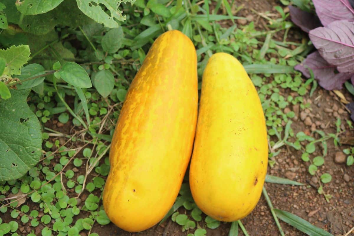 Large overripe yellow cucumbers