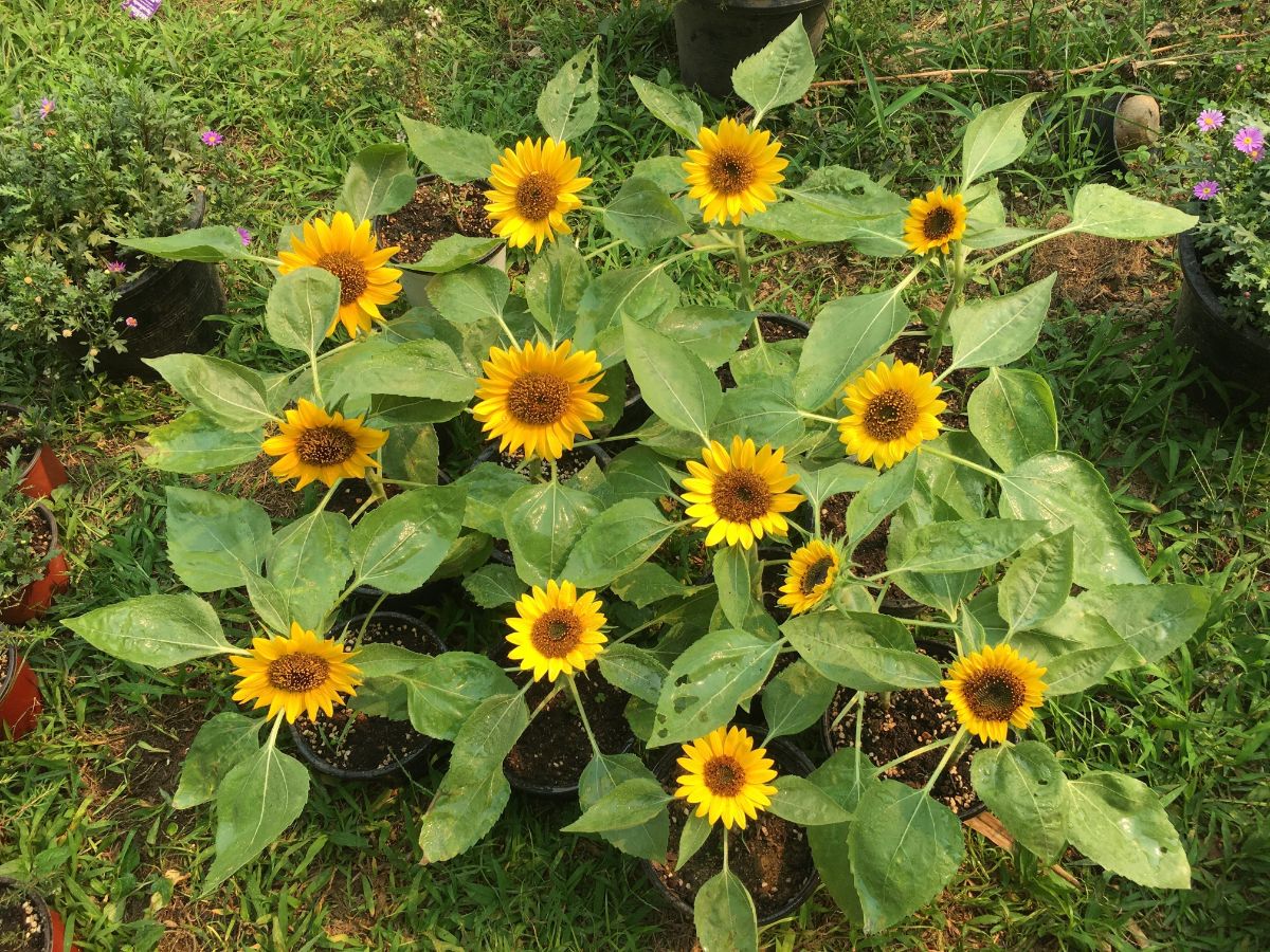 Potted Toppolino sunflowers