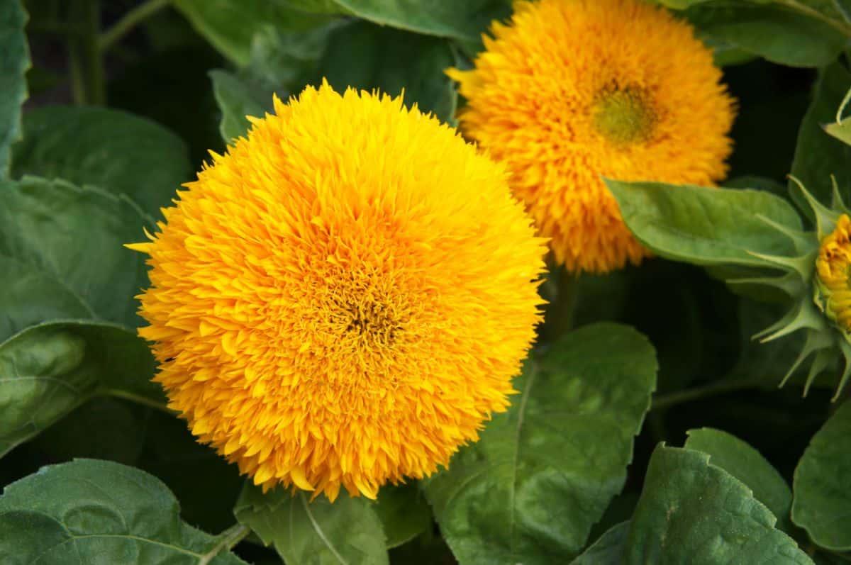 Teddy Bear sunflowers
