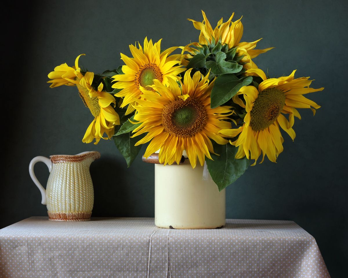 A crock of fresh cut sunflowers on a table