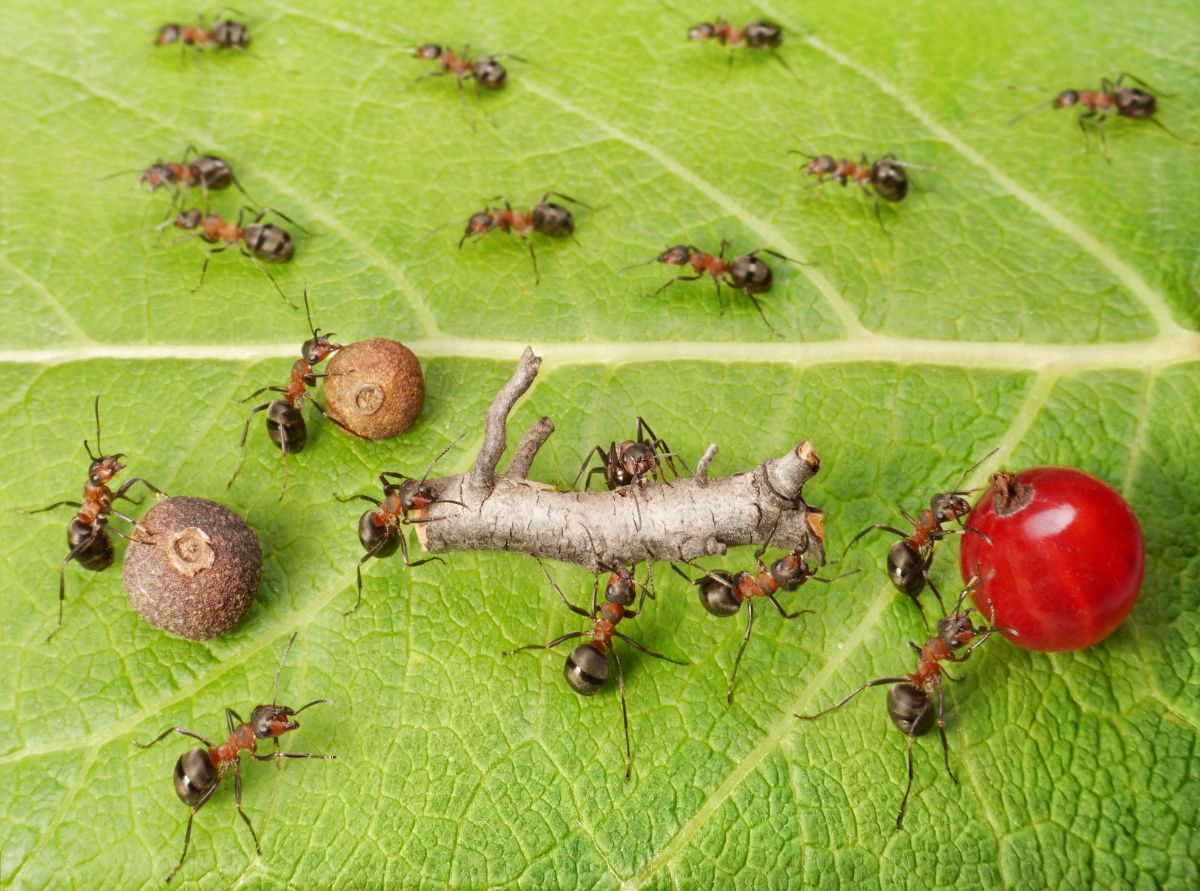 Ants pushing a variety of natural materials to their nest