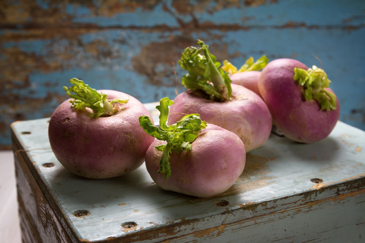 Turnips with young green leaves sprouting