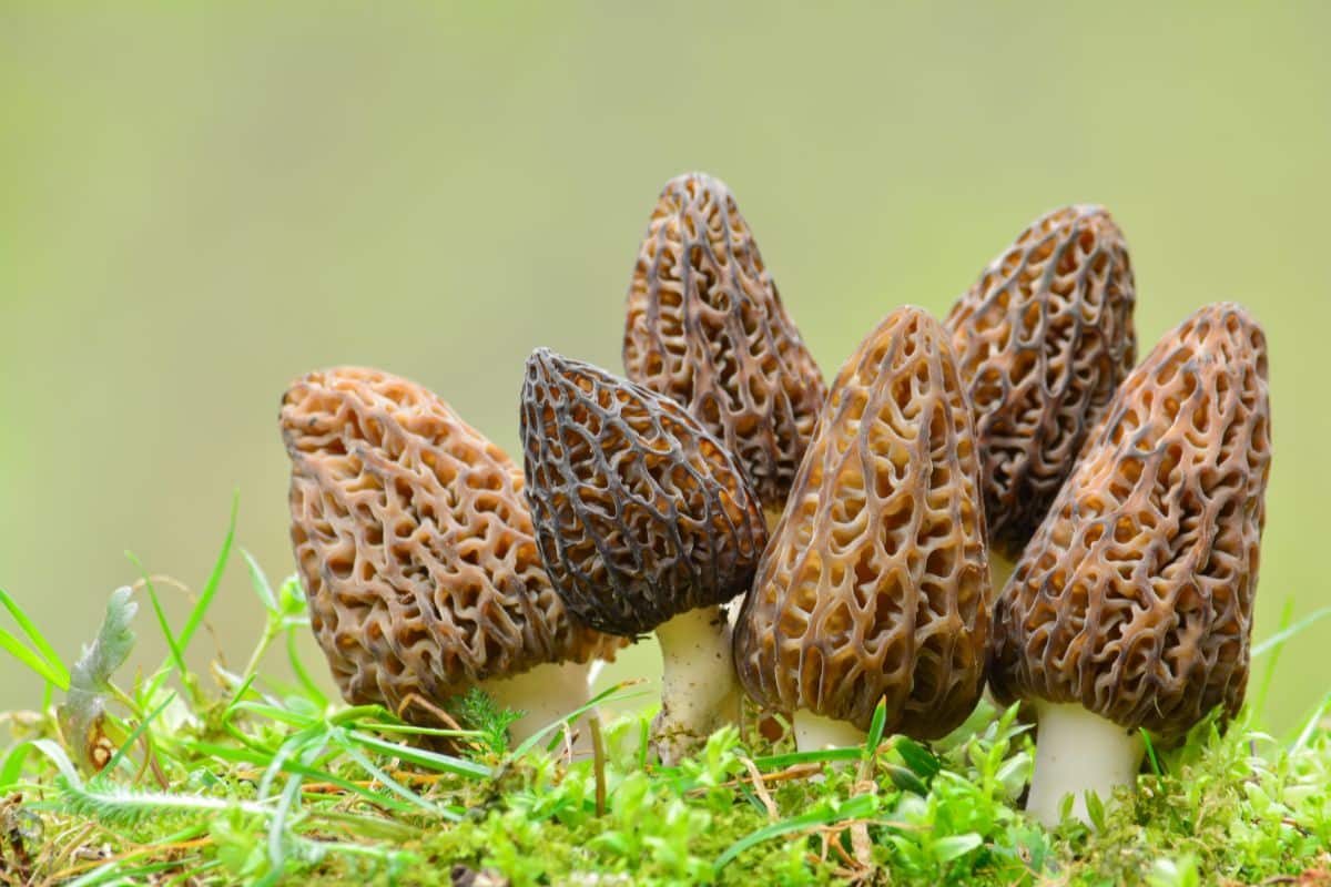 Morel mushrooms growing in the wild