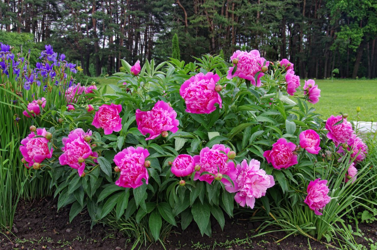 Pink peonies in bloom