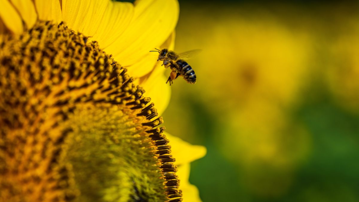A honeybee visiting a sunflower