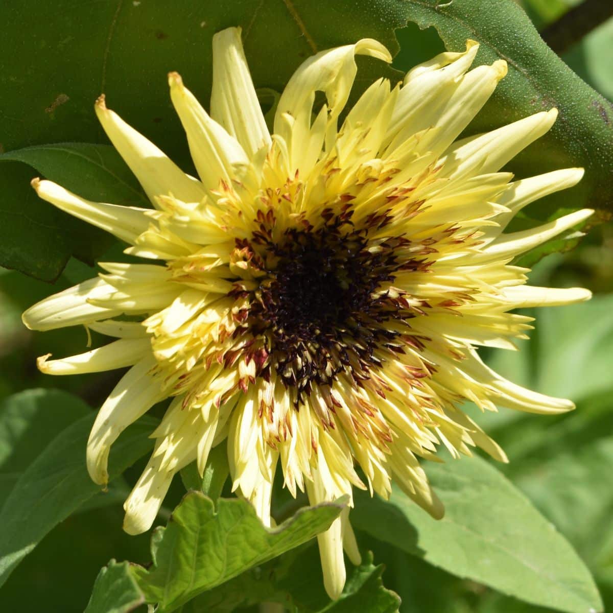 Starburst panache sunflower