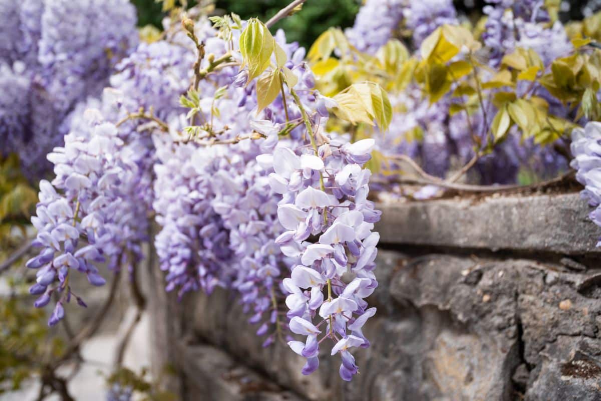 Purple trailing wisteria flowers